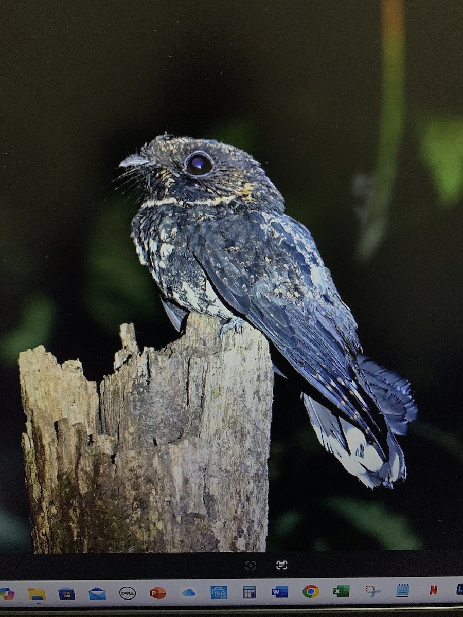 Silky-tailed Nightjar - ML639006877