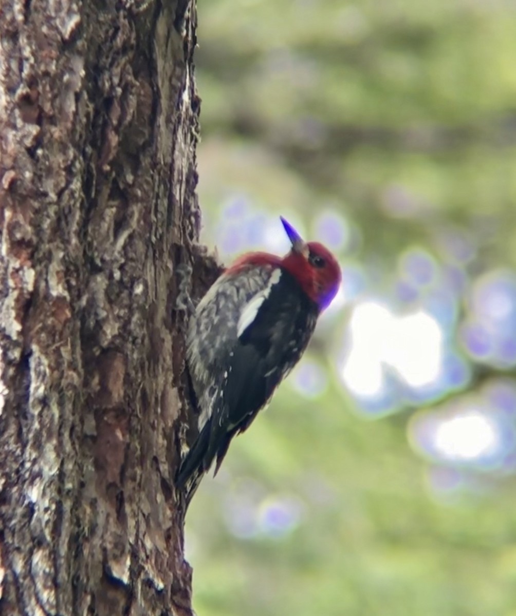 Red-breasted Sapsucker - ML639006889