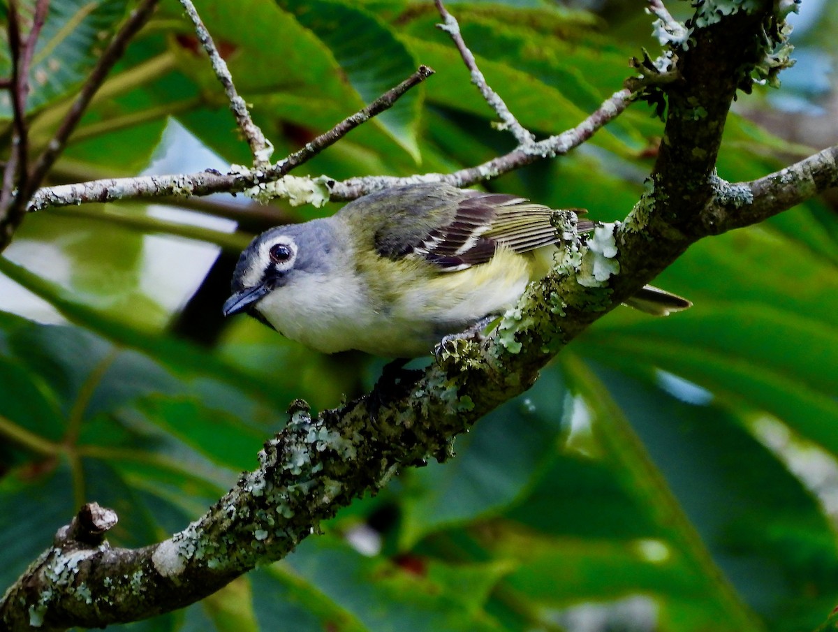 Blue-headed Vireo - ML639007110