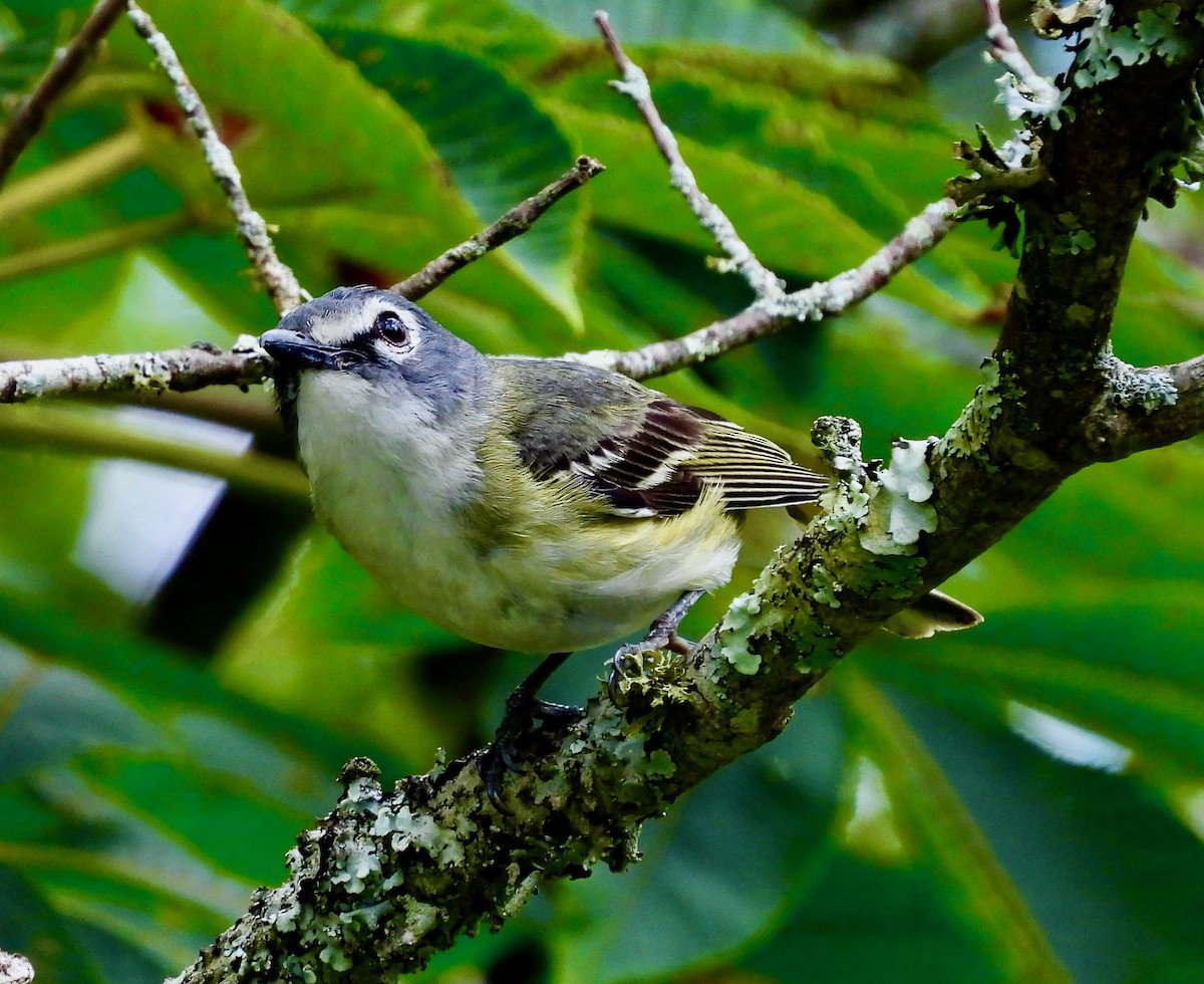 Blue-headed Vireo - ML639007111