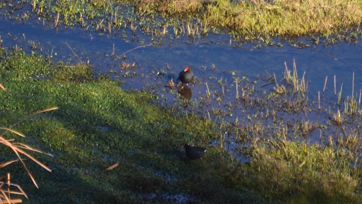Common Gallinule - ML639007112