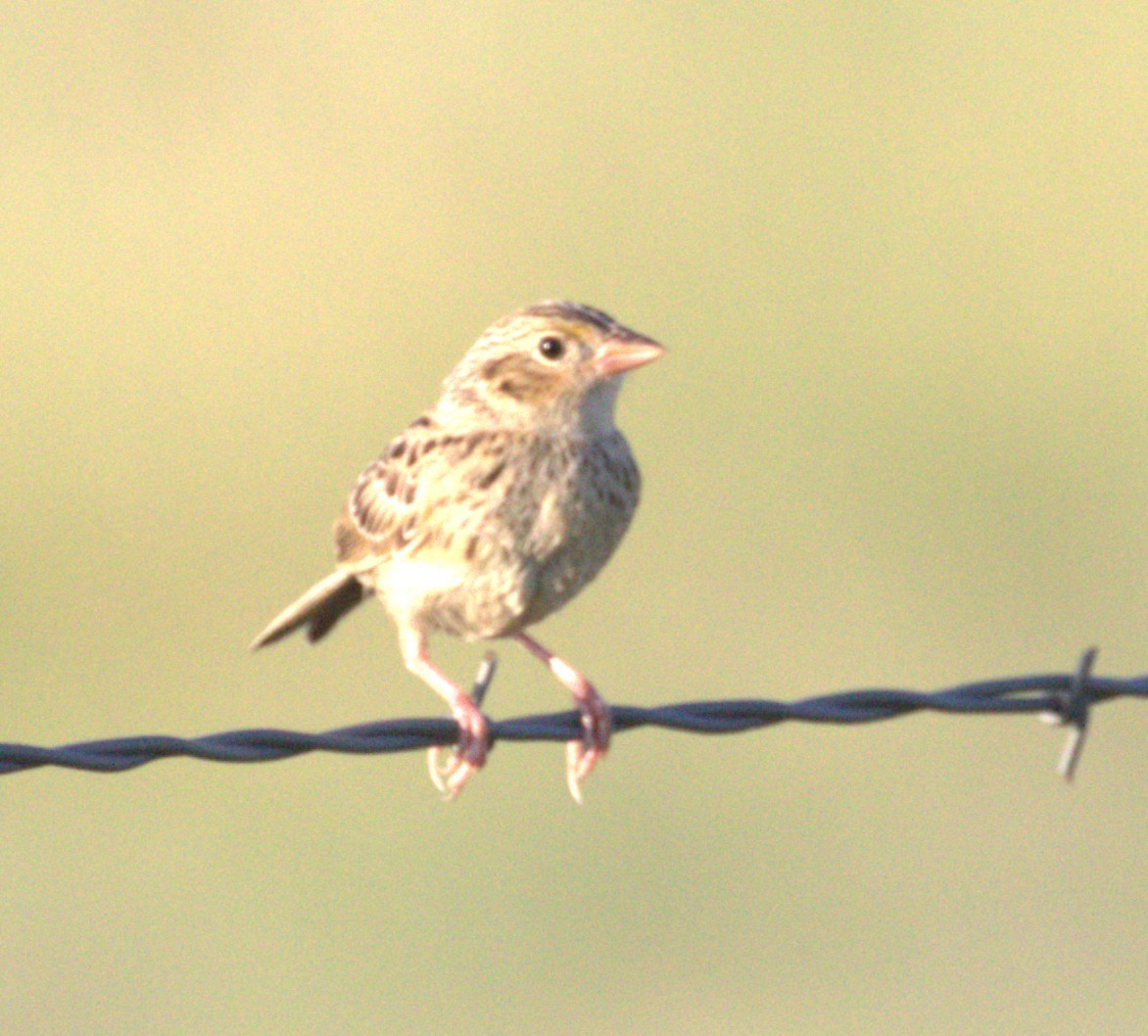 Grasshopper Sparrow - ML639007196