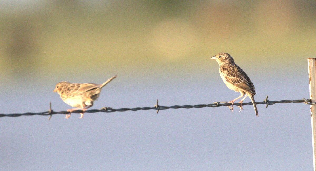 Grasshopper Sparrow - ML639007197
