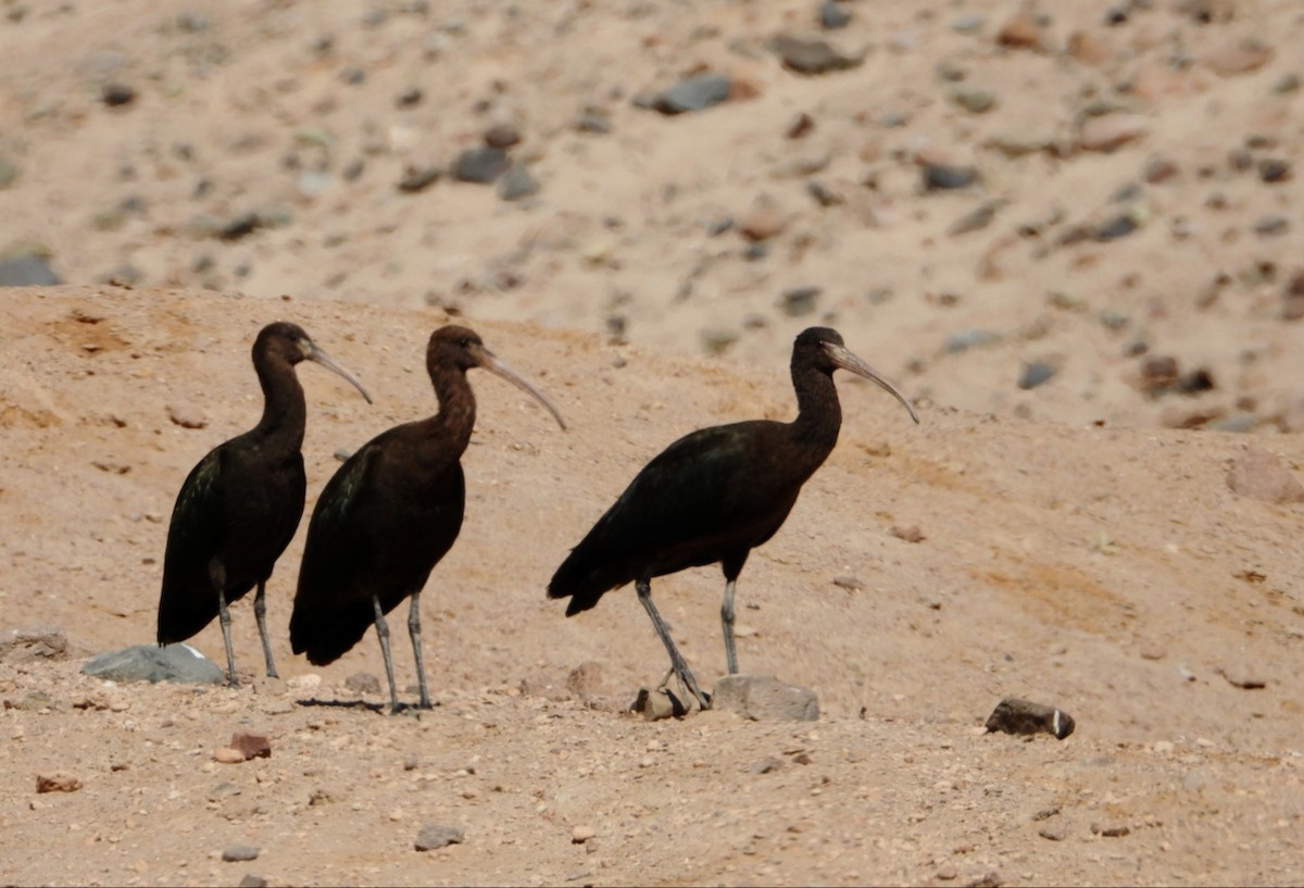 Puna Ibis - ML639007259