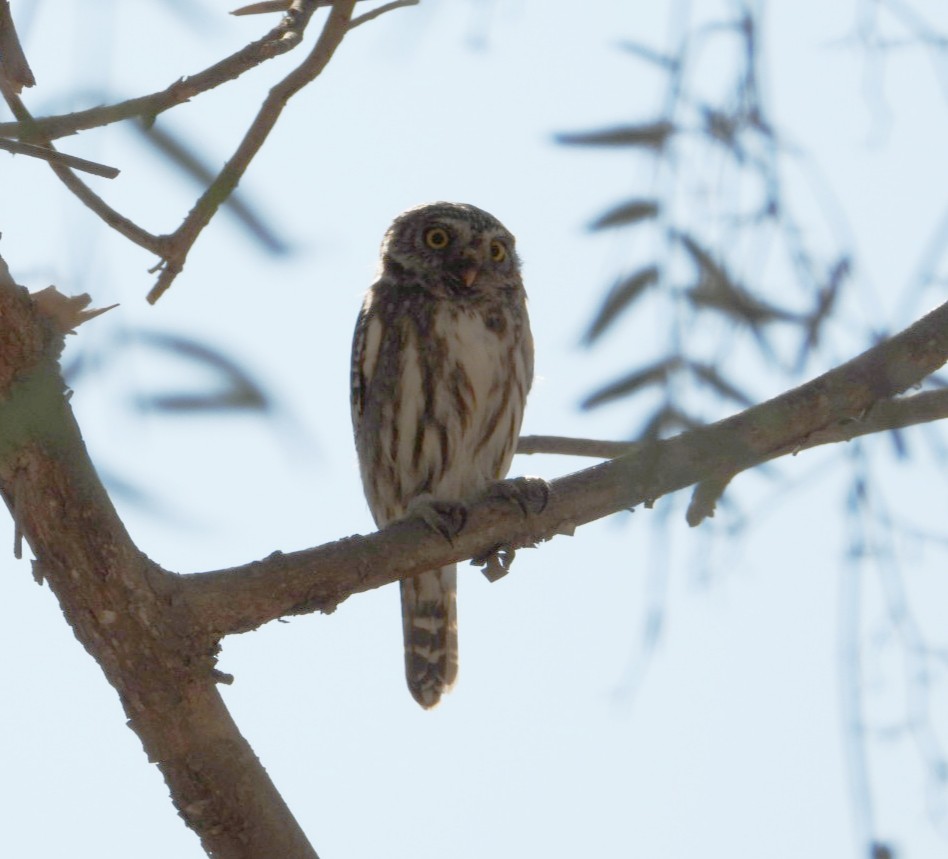 Peruvian Pygmy-Owl - ML639007296