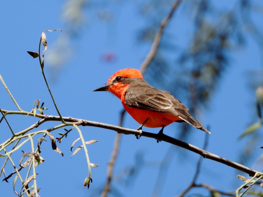 Vermilion Flycatcher - ML639007301