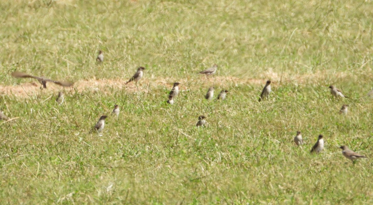 Dark-faced Ground-Tyrant - ML639007302