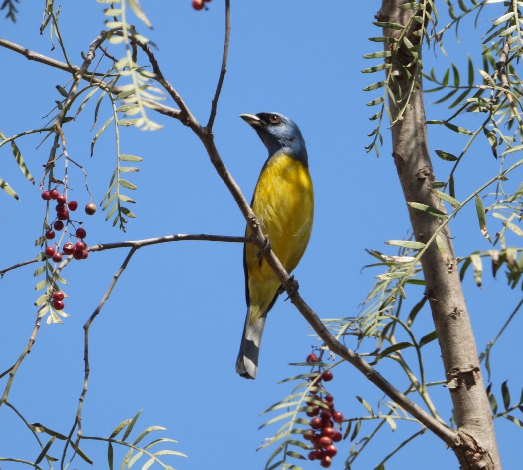 Blue-and-yellow Tanager - ML639007311