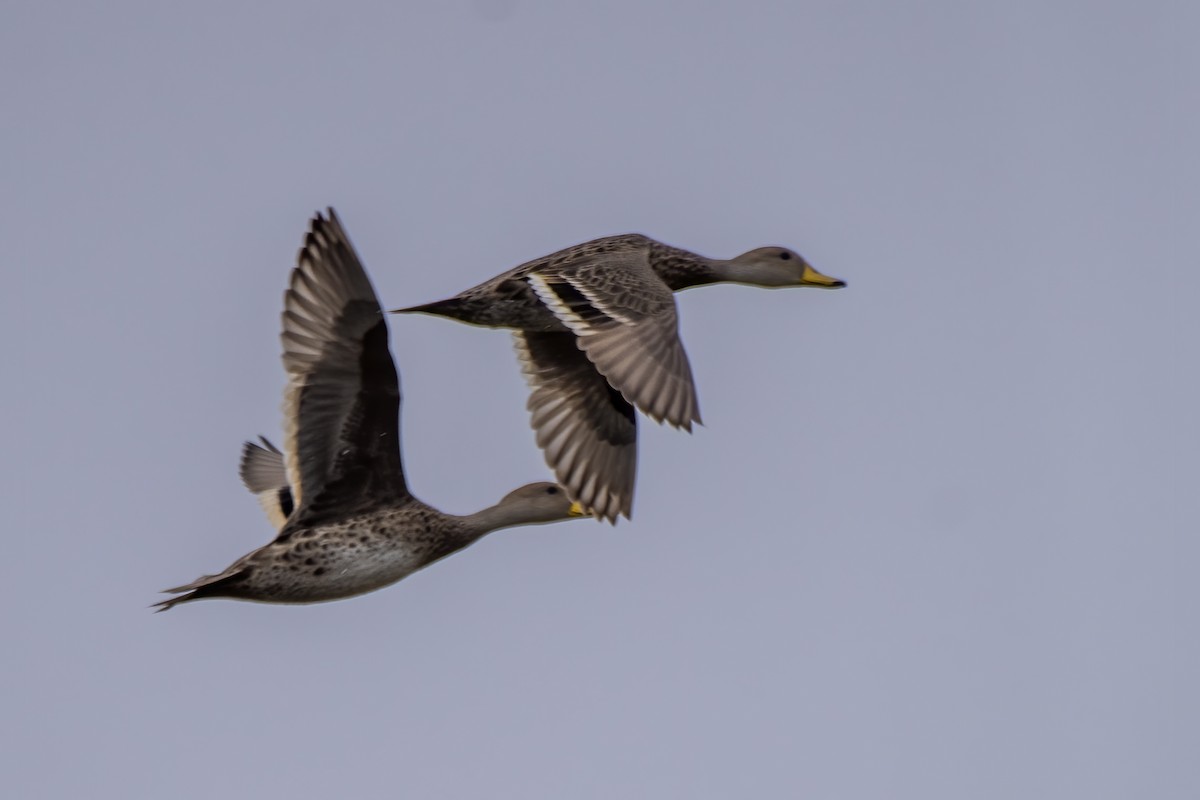 Yellow-billed Pintail - ML639007386