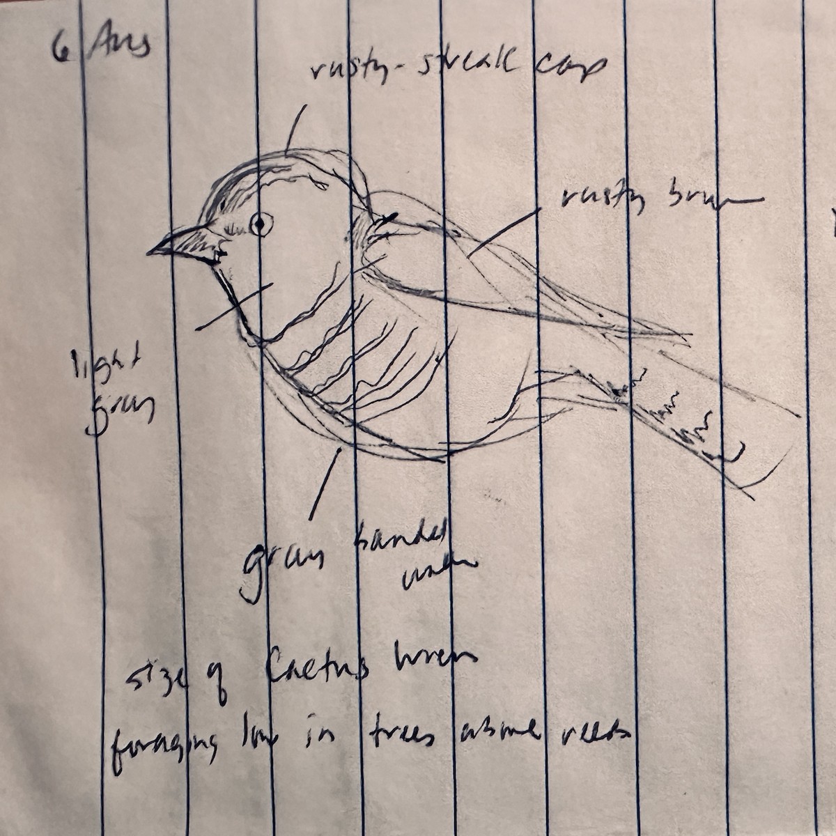 Rufous-capped Antshrike - ML639007529