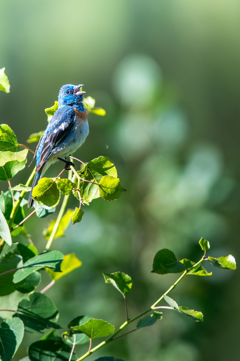Lazuli Bunting - ML639007558