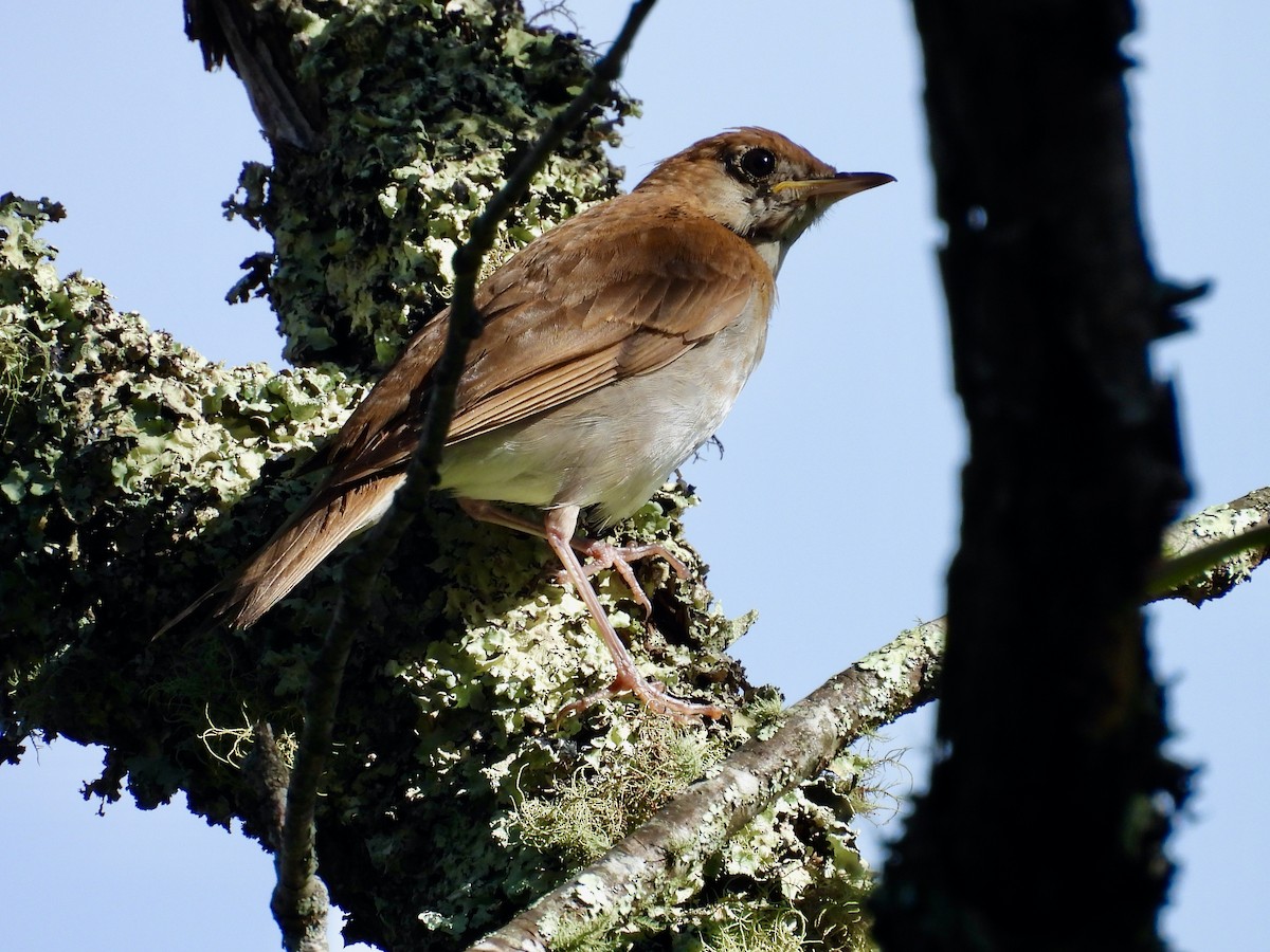 Veery - ML639007573
