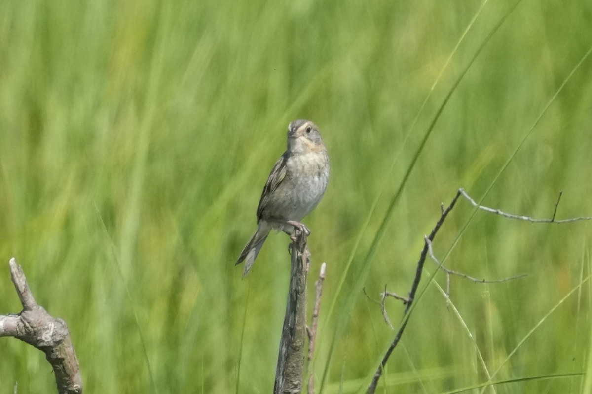 Nelson's Sparrow (Atlantic Coast) - ML639007576