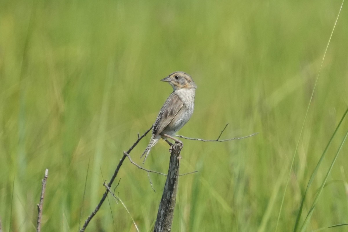 Nelson's Sparrow (Atlantic Coast) - ML639007577