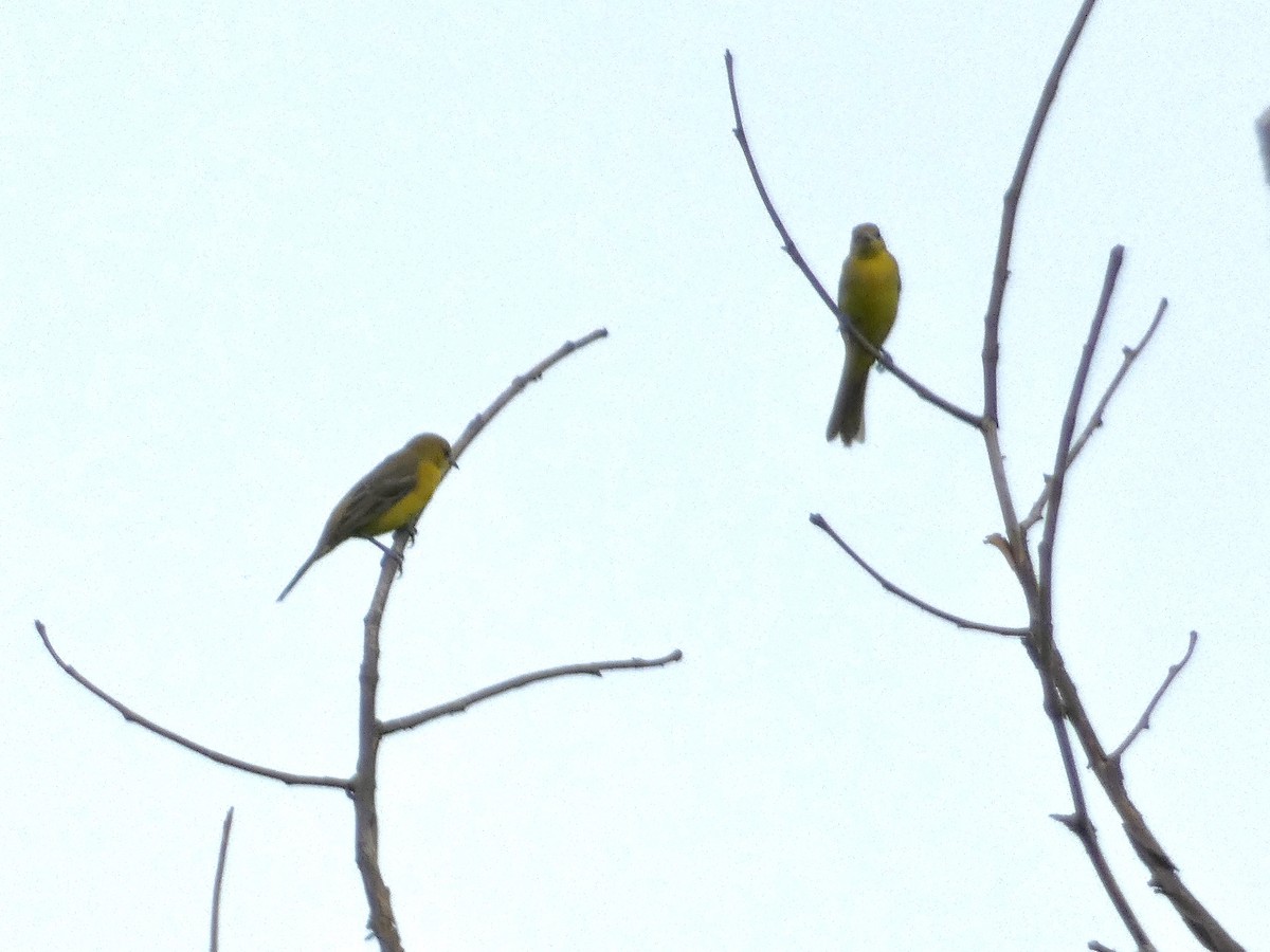 Orchard Oriole - ML639007591