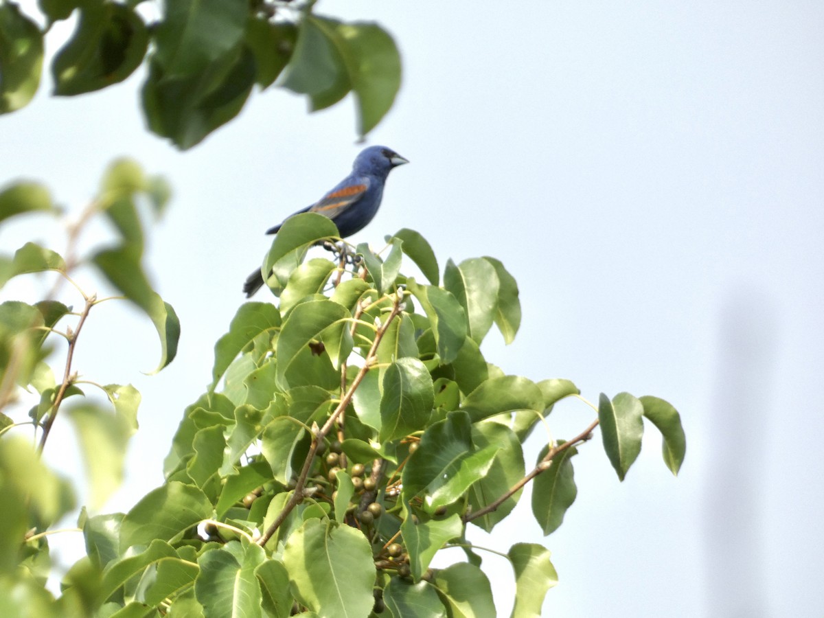 Blue Grosbeak - ML639007598