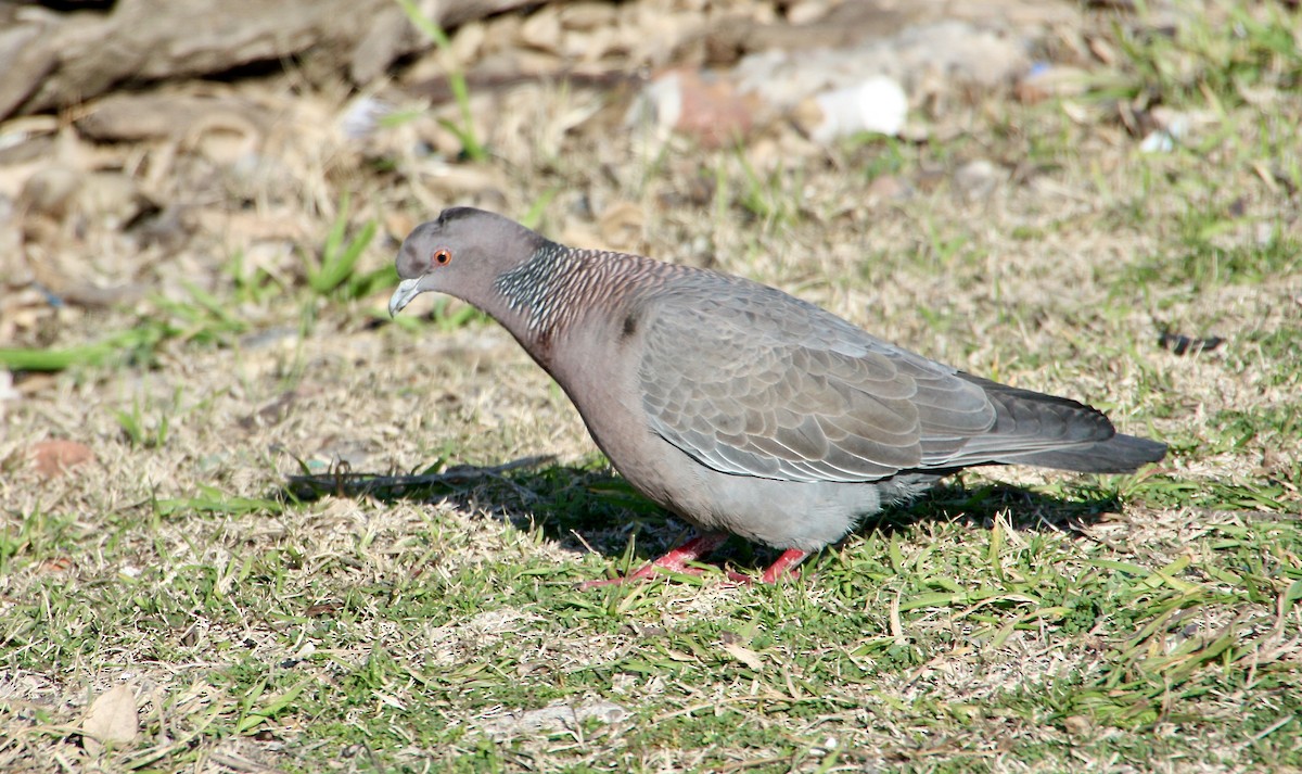 Picazuro Pigeon - ML639007651