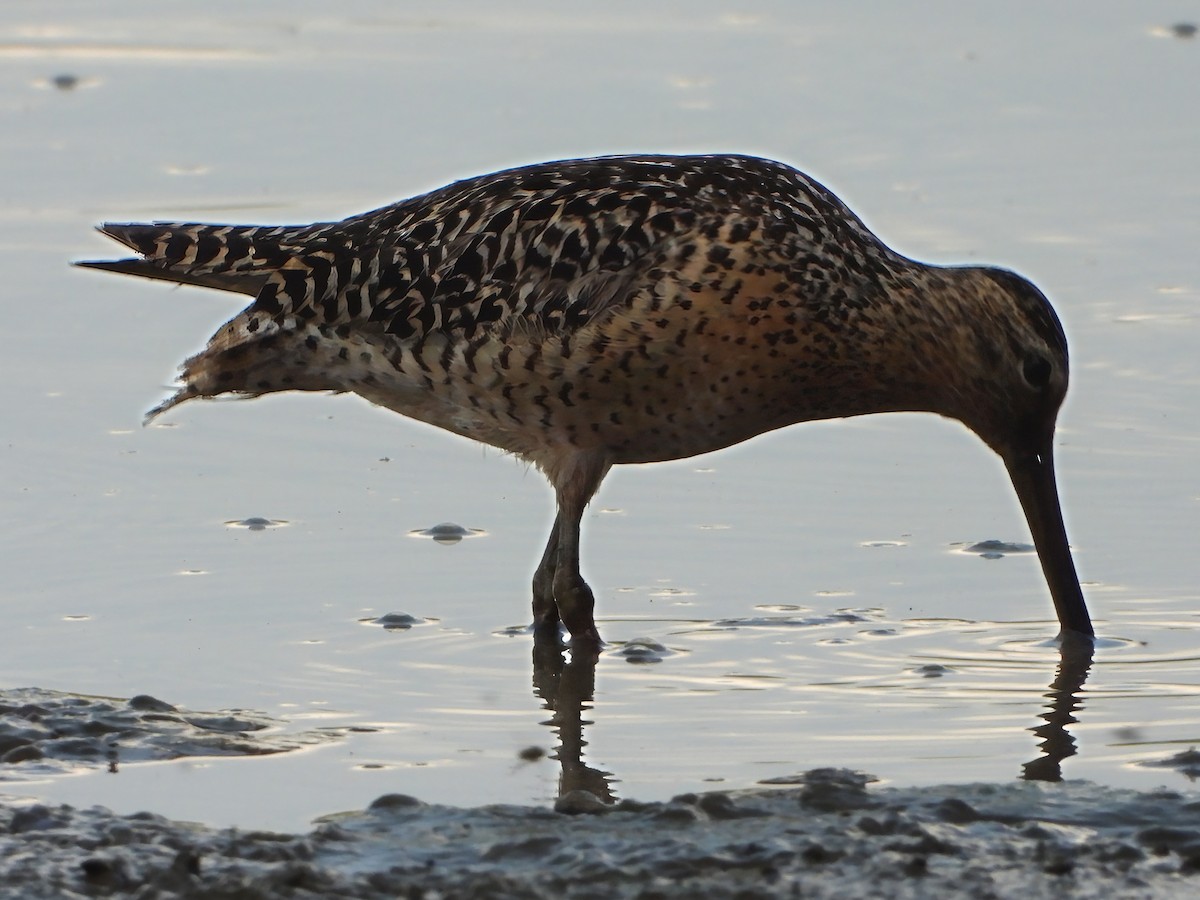 Moorschlammläufer - ML639007664