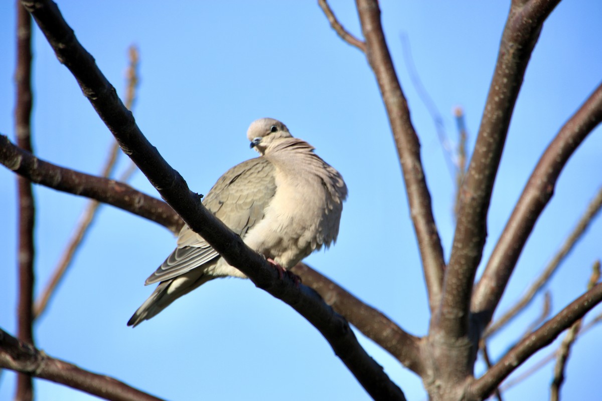 Eared Dove - ML639007675