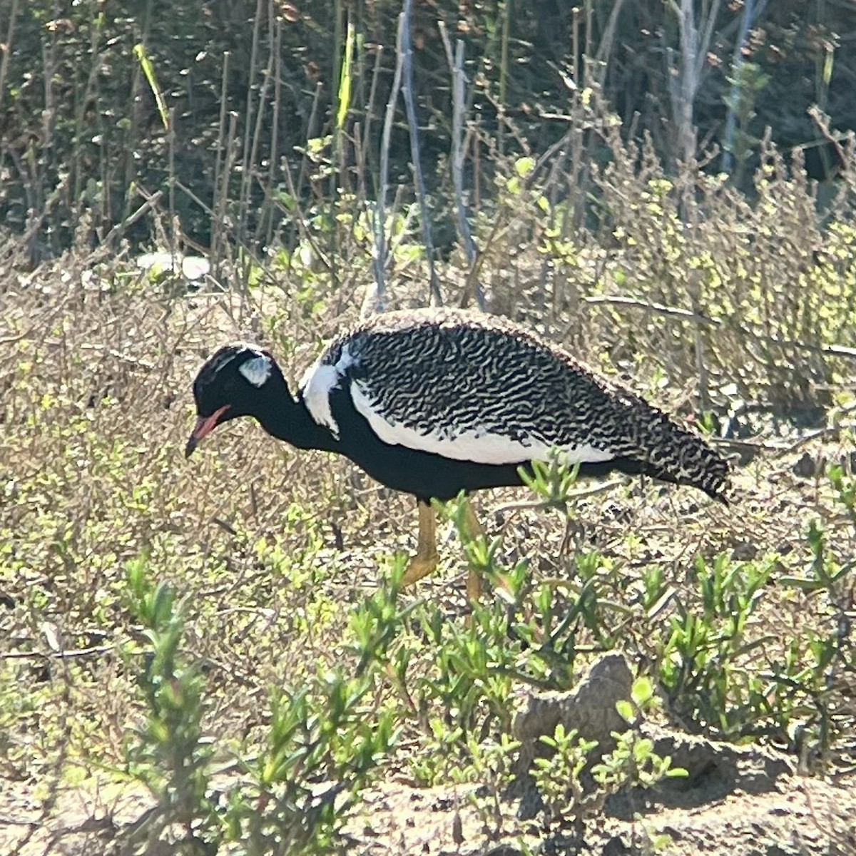 Black Bustard - ML639007679