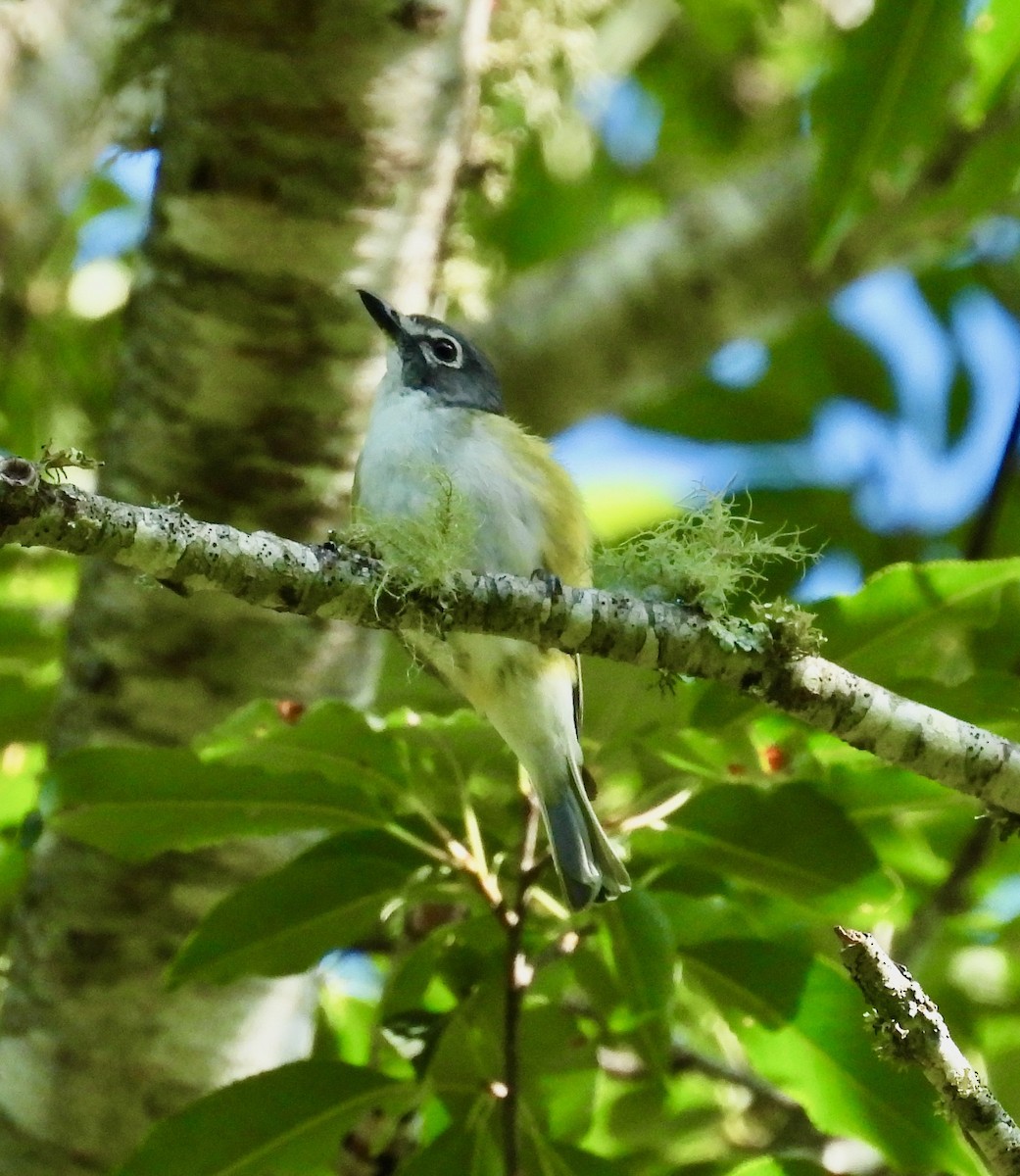 Blue-headed Vireo - ML639007814