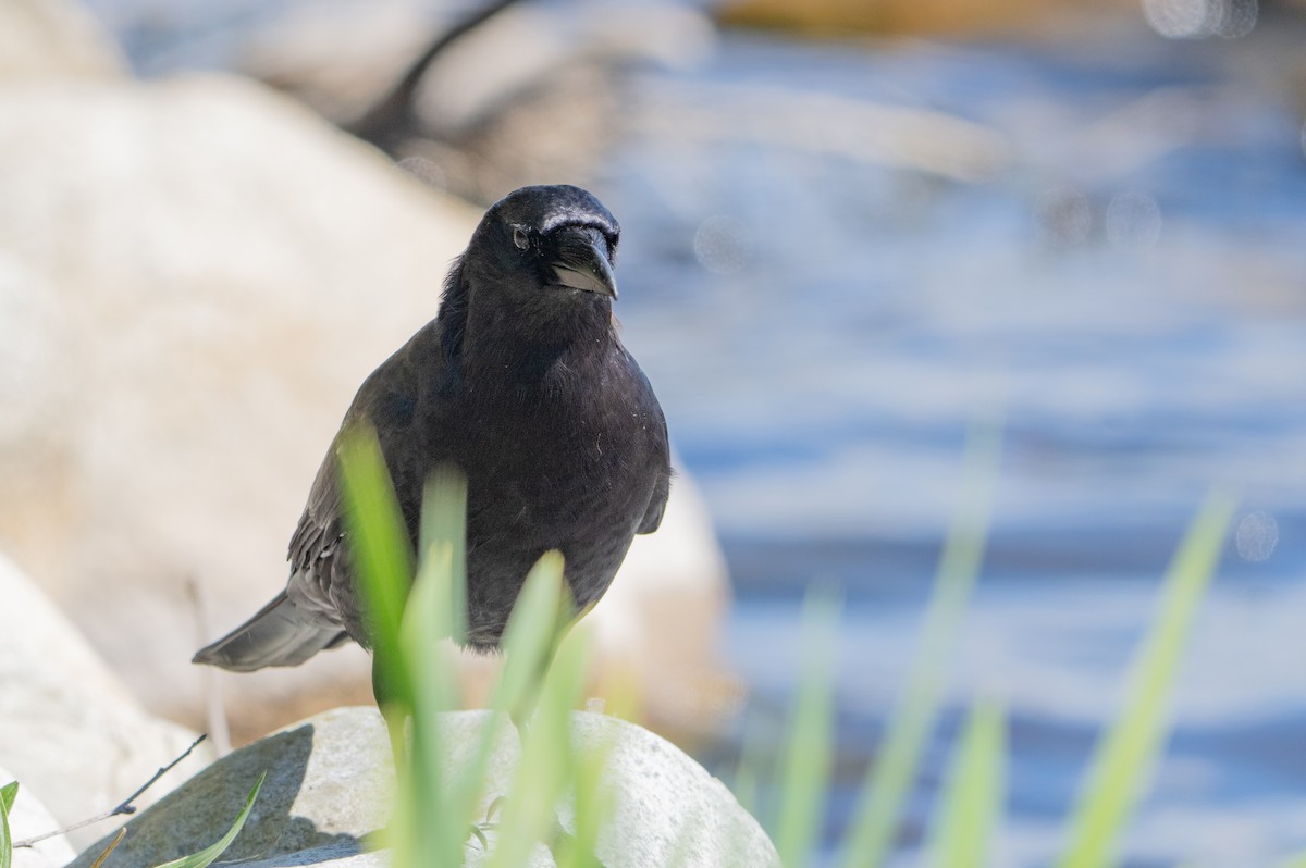 American Crow - ML639007831