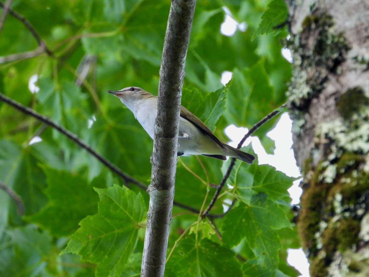 Rotaugenvireo - ML639007866
