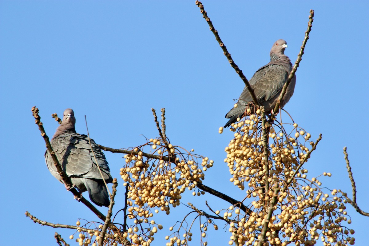 Picazuro Pigeon - ML639007892