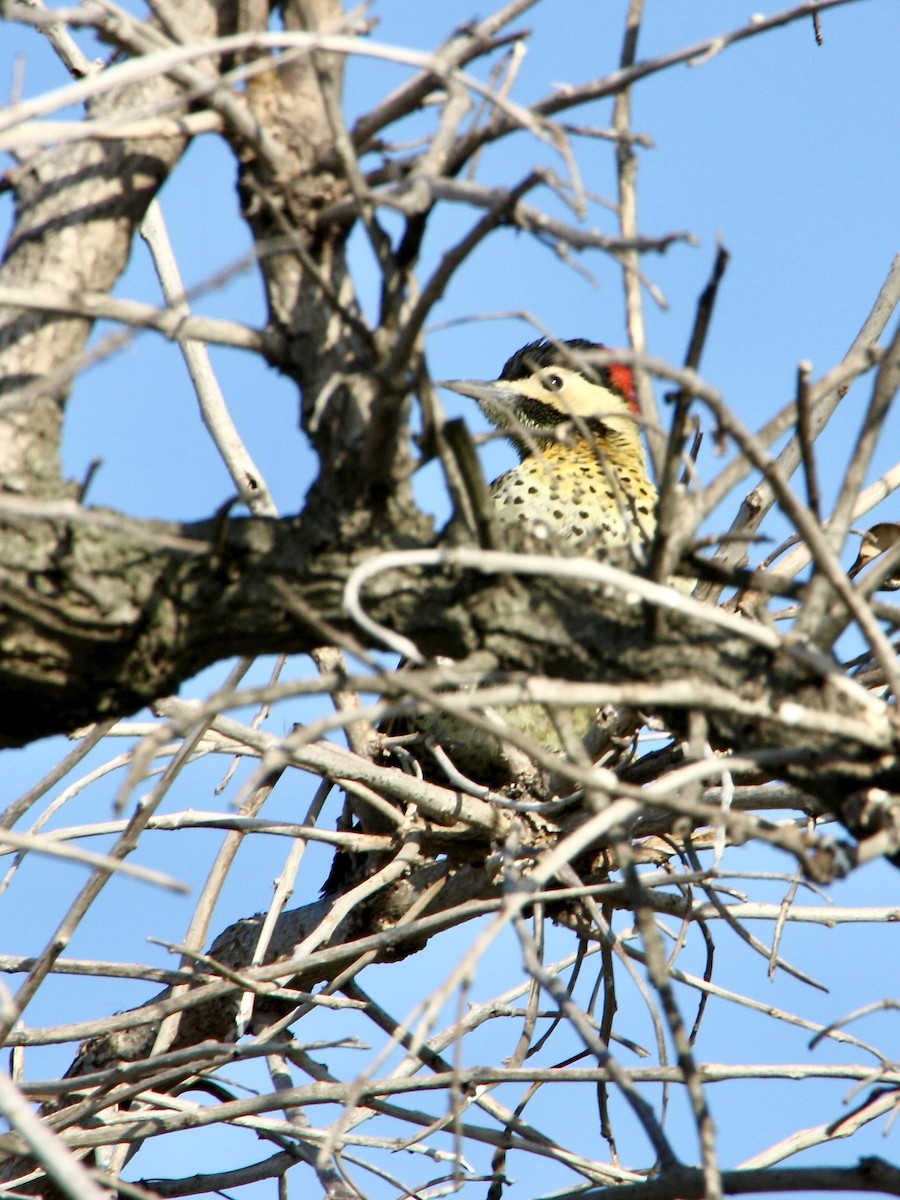 Green-barred Woodpecker - ML639007901
