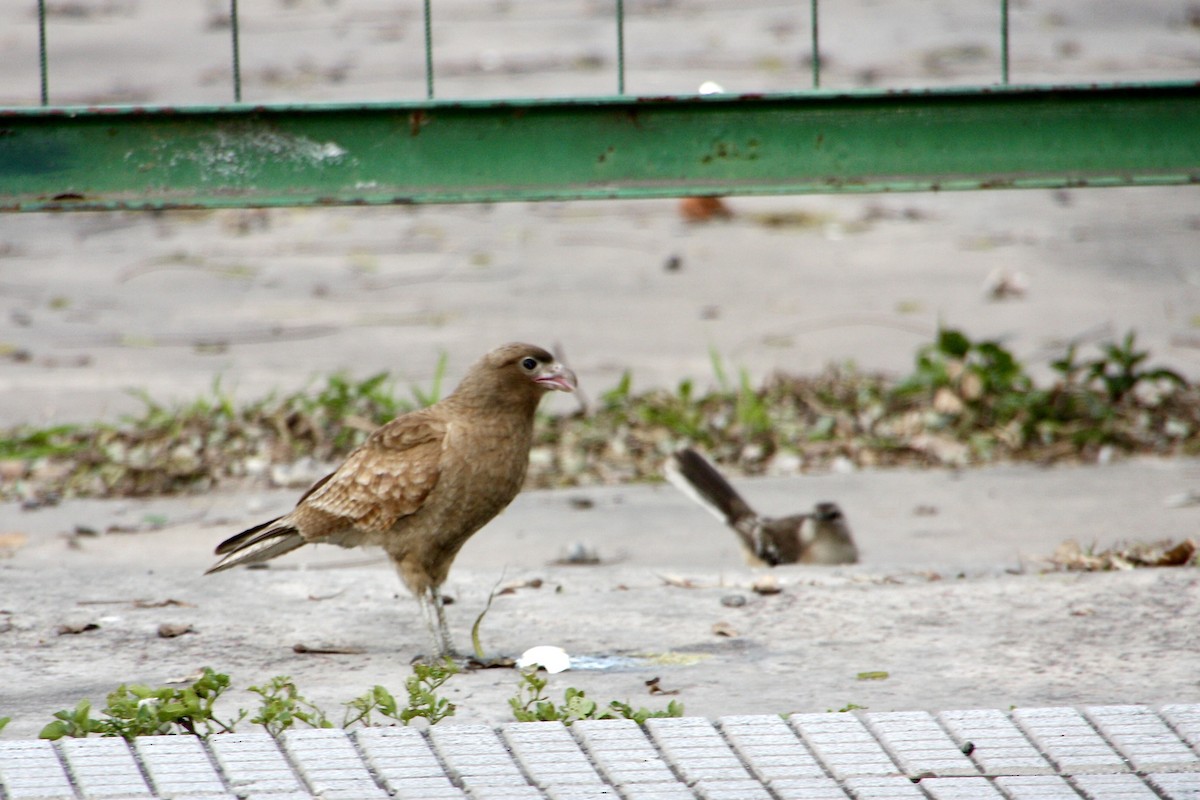 Chimango Caracara - ML639007908