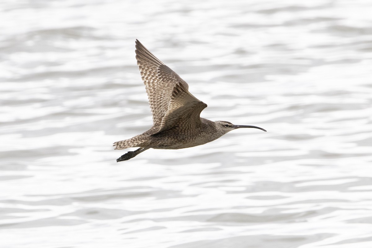 Whimbrel (Hudsonian) - ML639007930