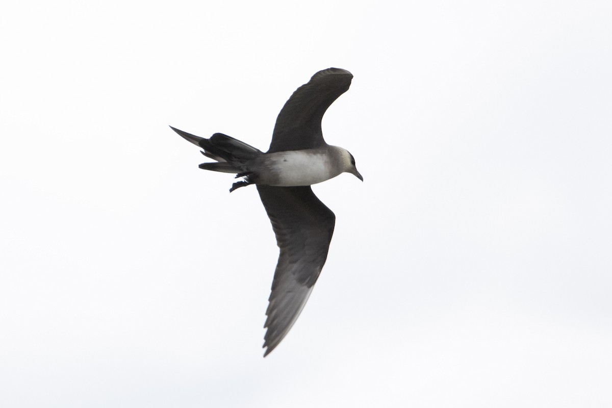 Parasitic Jaeger - ML639007948