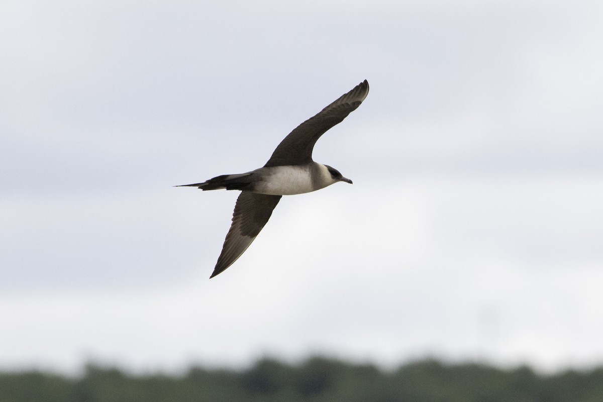 Parasitic Jaeger - ML639007949