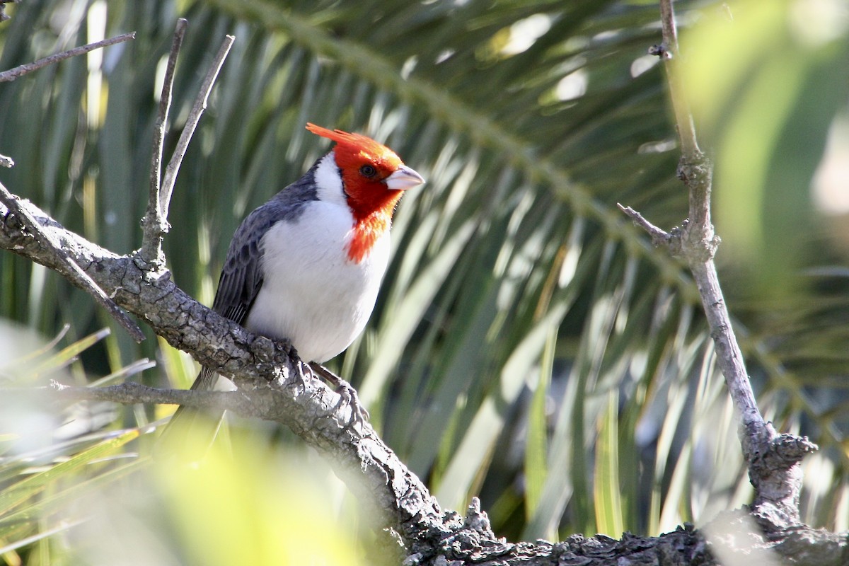 Red-crested Cardinal - ML639007976