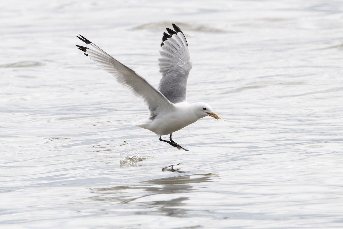 Gaviota Tridáctila - ML639007978