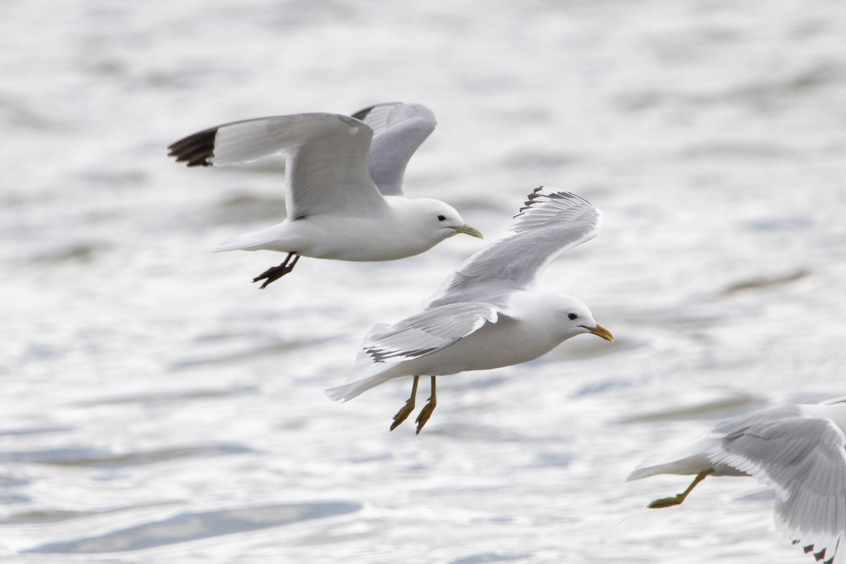 Gaviota Tridáctila - ML639007980