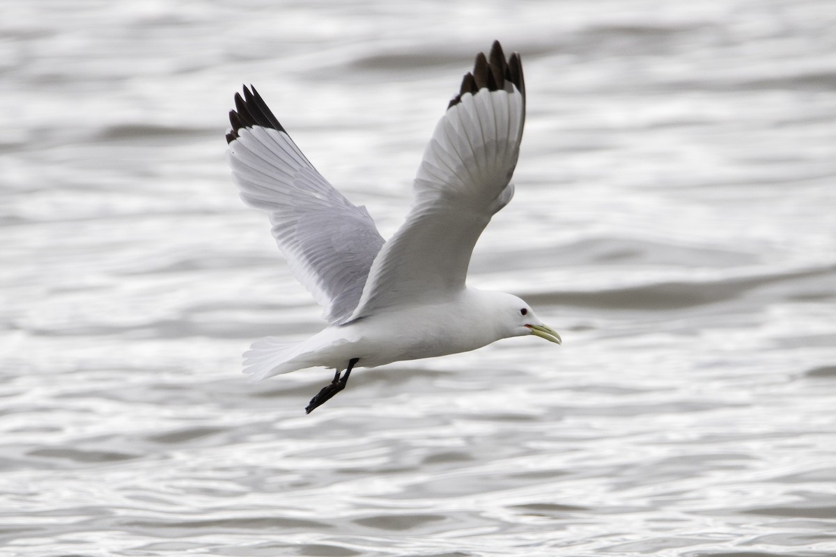 Gaviota Tridáctila - ML639007981
