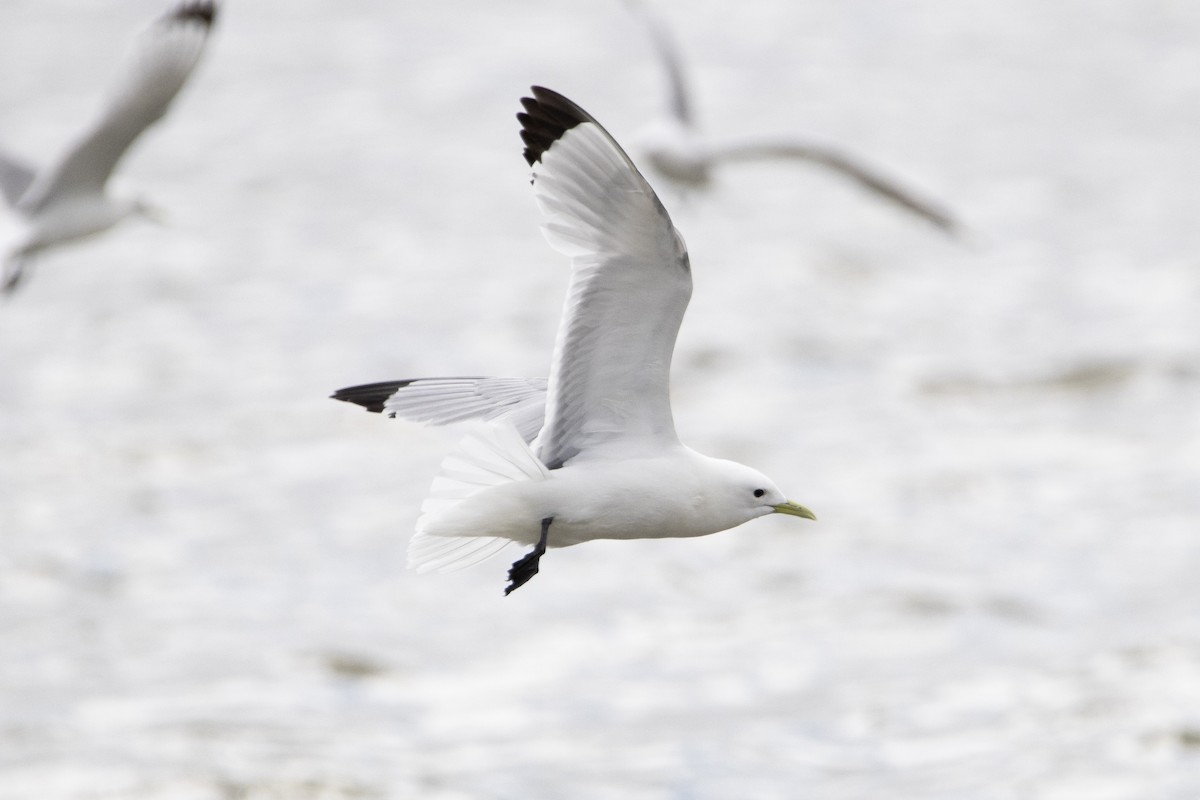 Gaviota Tridáctila - ML639007982