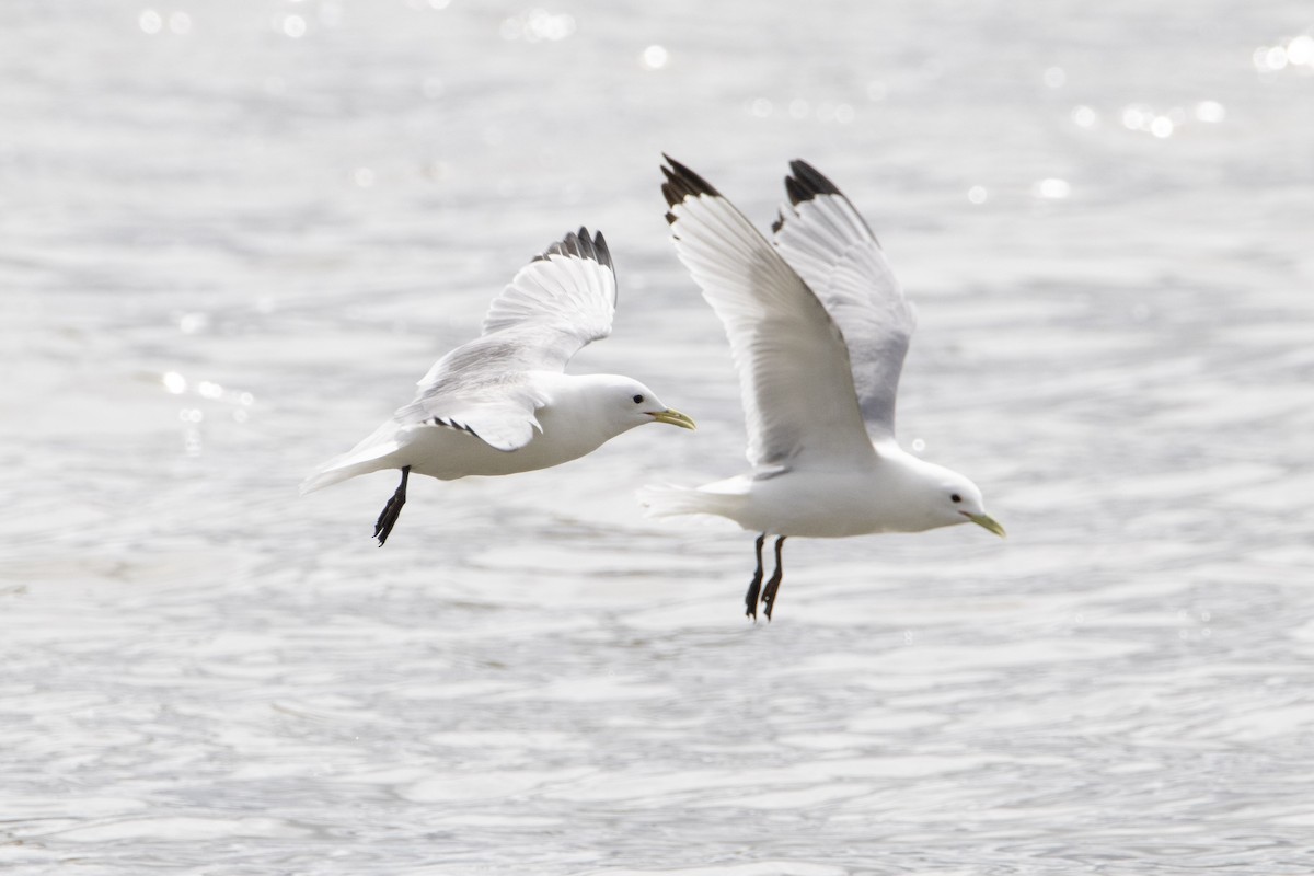 Gaviota Tridáctila - ML639007983