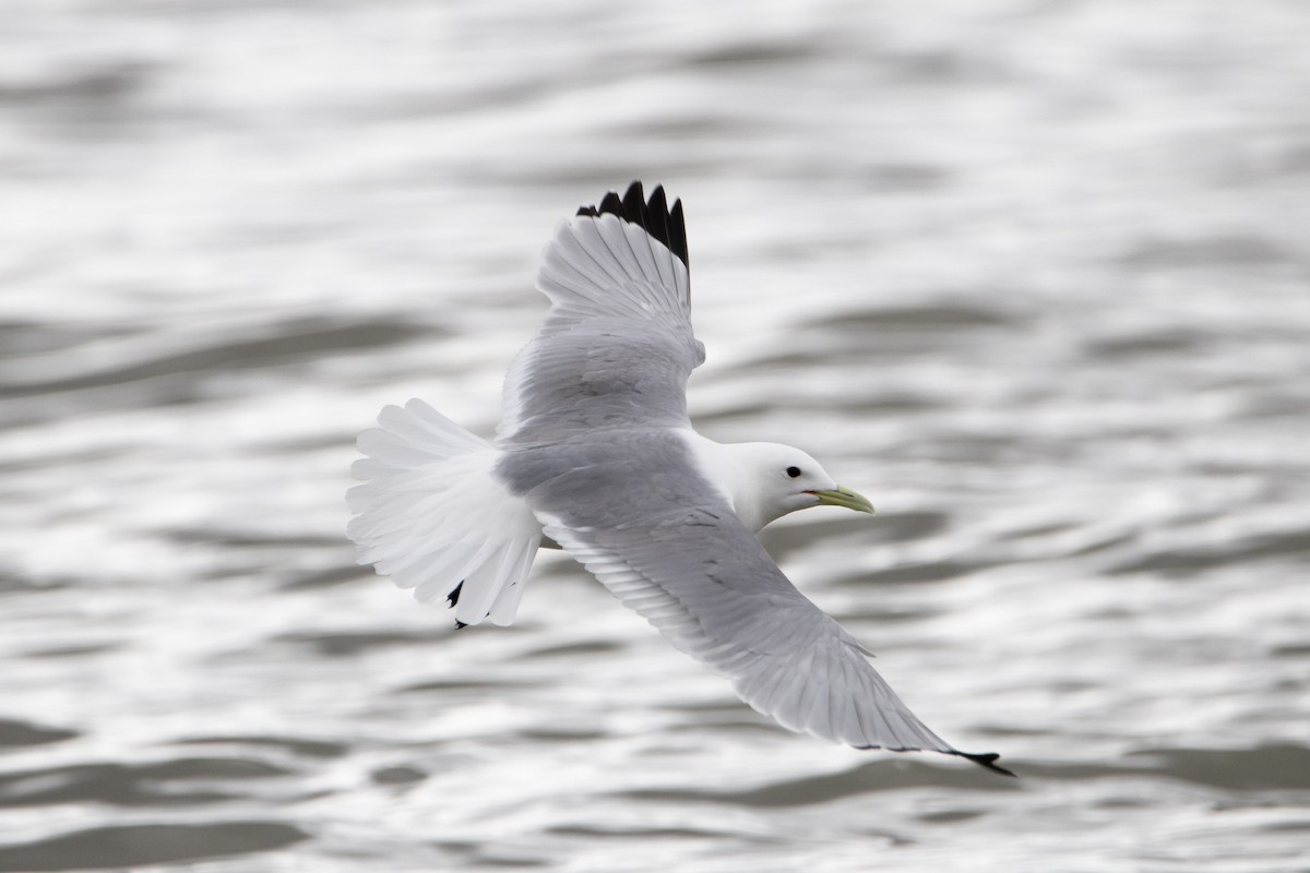 Gaviota Tridáctila - ML639007985