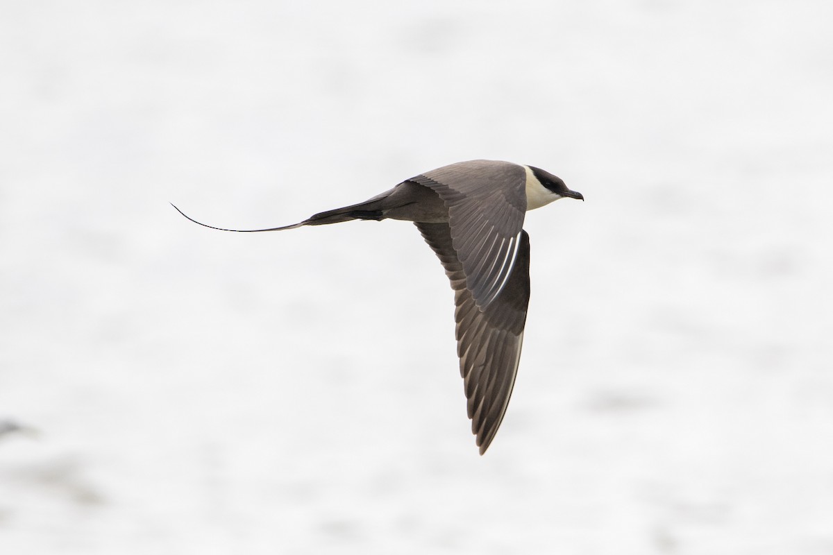 Long-tailed Jaeger - ML639007986