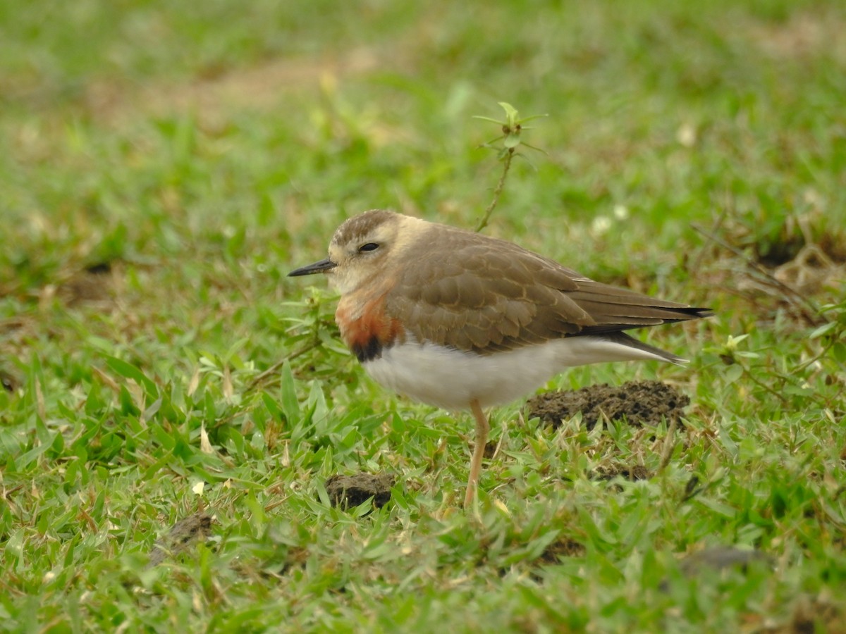 Oriental Plover - ML639007990