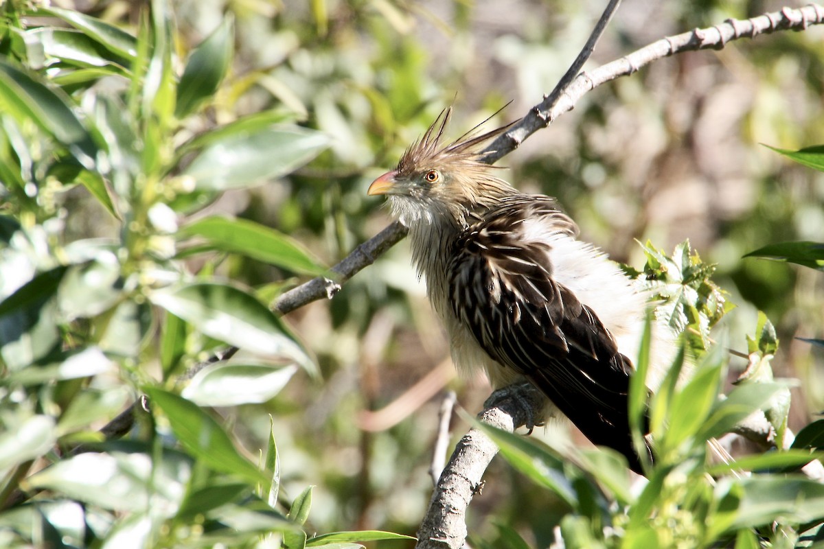 Guira Cuckoo - ML639007999