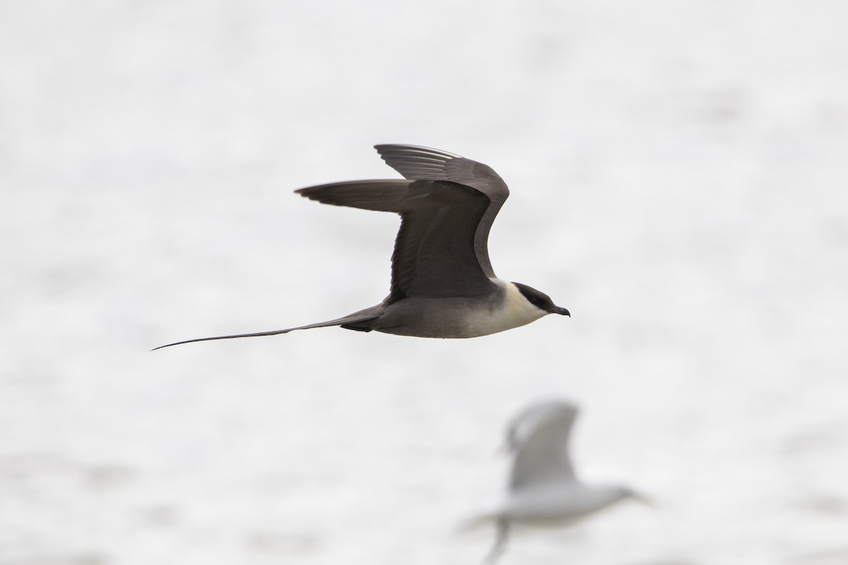 Long-tailed Jaeger - ML639008000