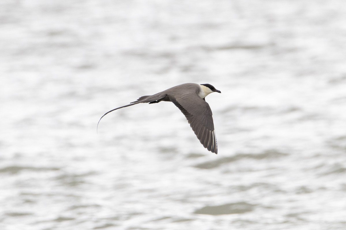 Long-tailed Jaeger - ML639008001