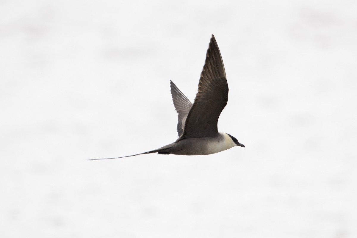 Long-tailed Jaeger - ML639008002