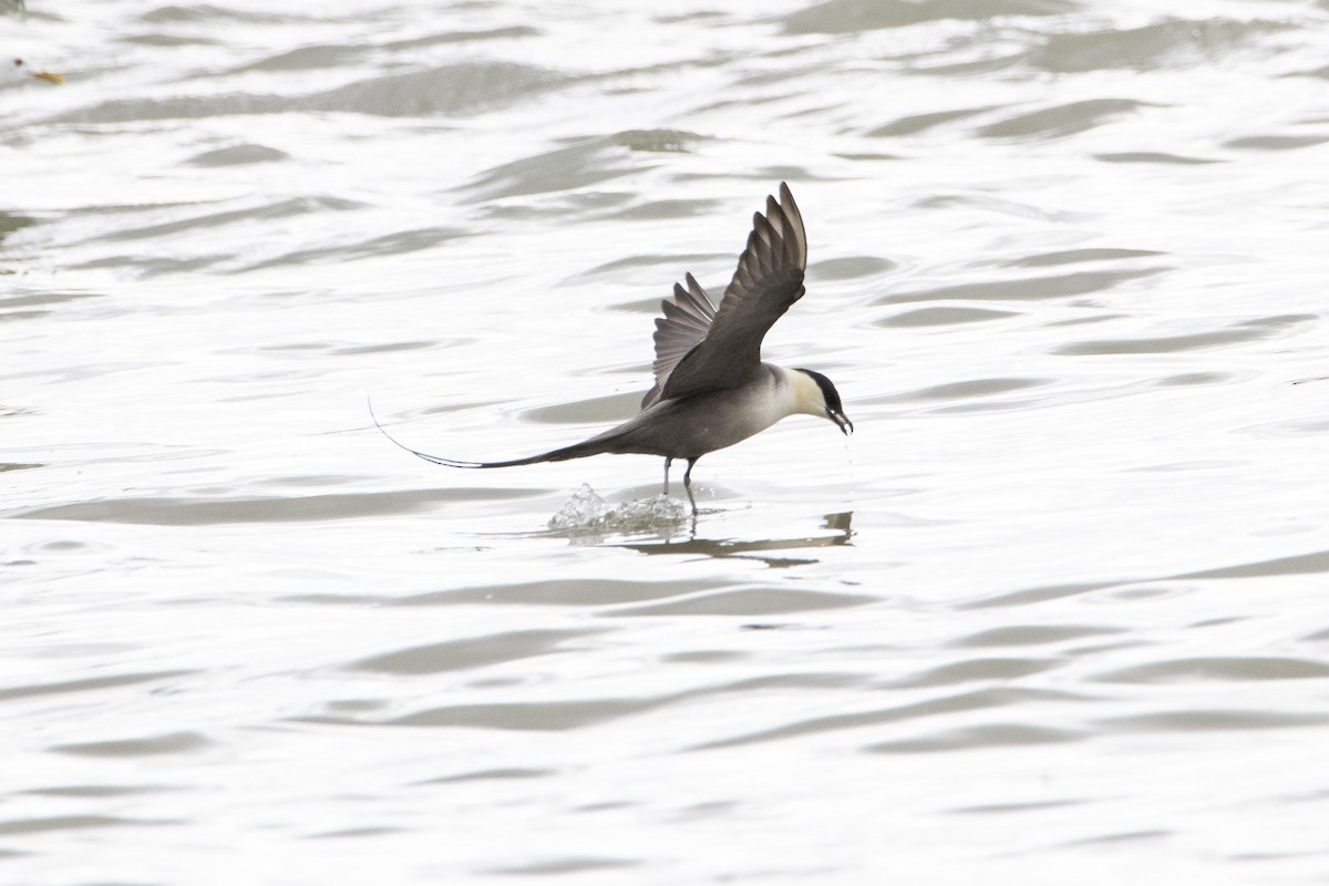 Long-tailed Jaeger - ML639008003