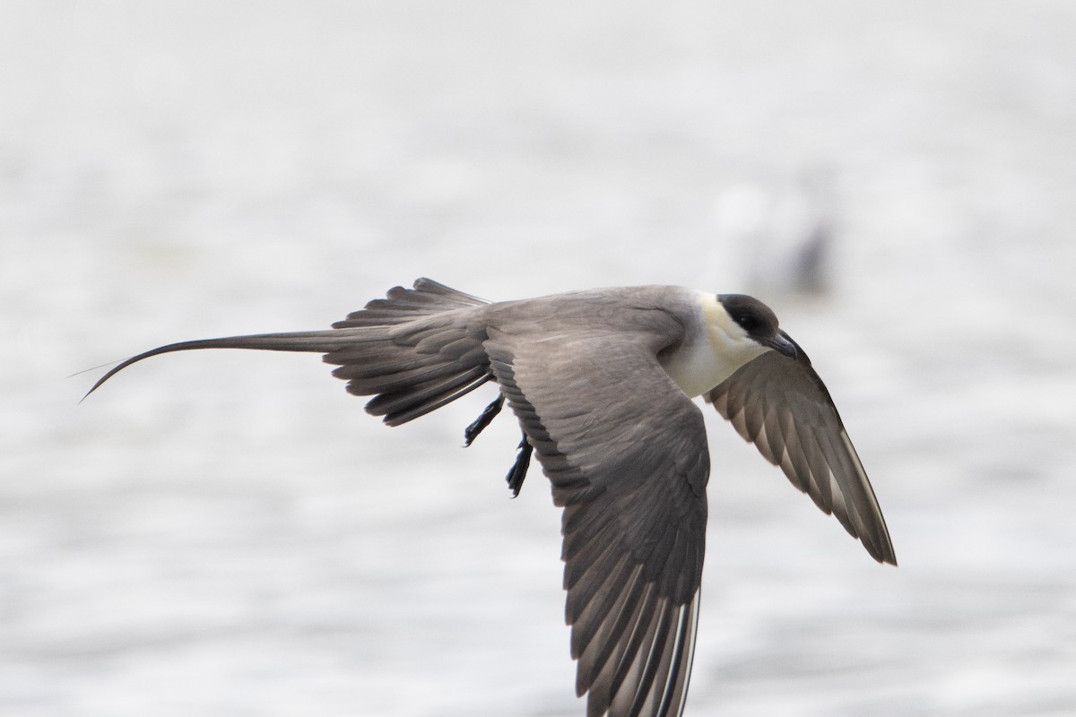 Long-tailed Jaeger - ML639008004