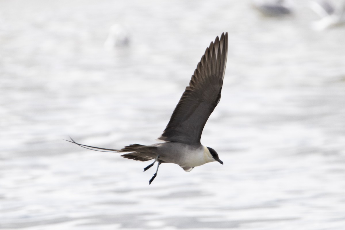 Long-tailed Jaeger - ML639008005