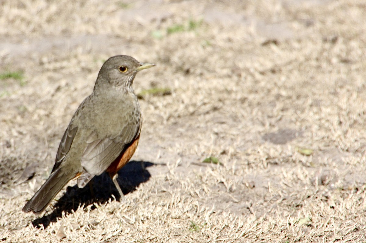 Rufous-bellied Thrush - ML639008018